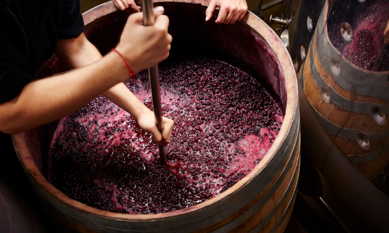 Grapes are Fermented to Produce Wine